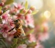 Eine Biene sammelt Pollen und Nektar an der Manuka-Blüte. (Foto: AdobeStock_702831869 vxnaghiyev)